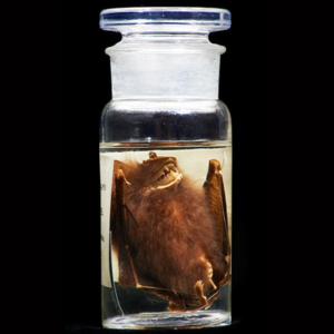 Bat Museum Specimen