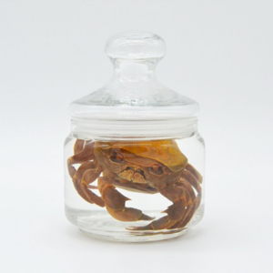 Crab Museum Specimen