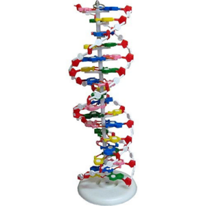 DNA Model