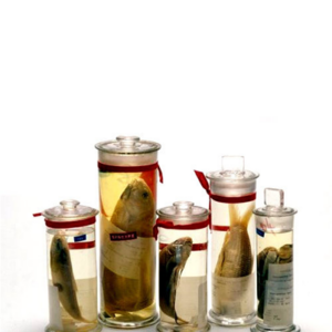 Fish Museum Specimen