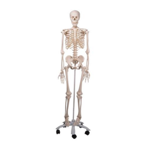 Human Skeleton Model