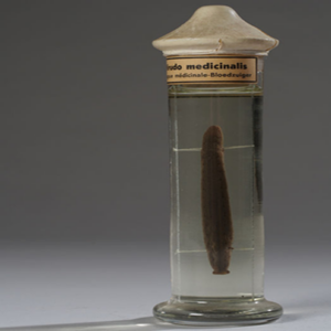 Leech Museum Specimen