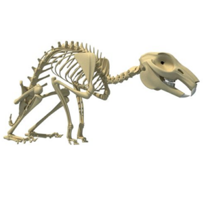 Model of Rabbit Skeleton