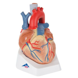 Models of Human Heart