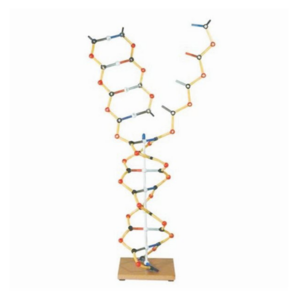 RNA Model