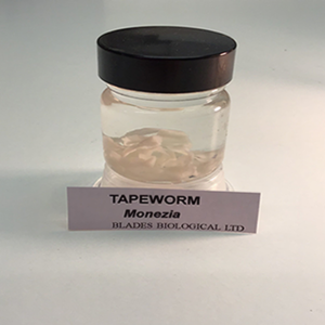 Tape Worm Museum Specimen